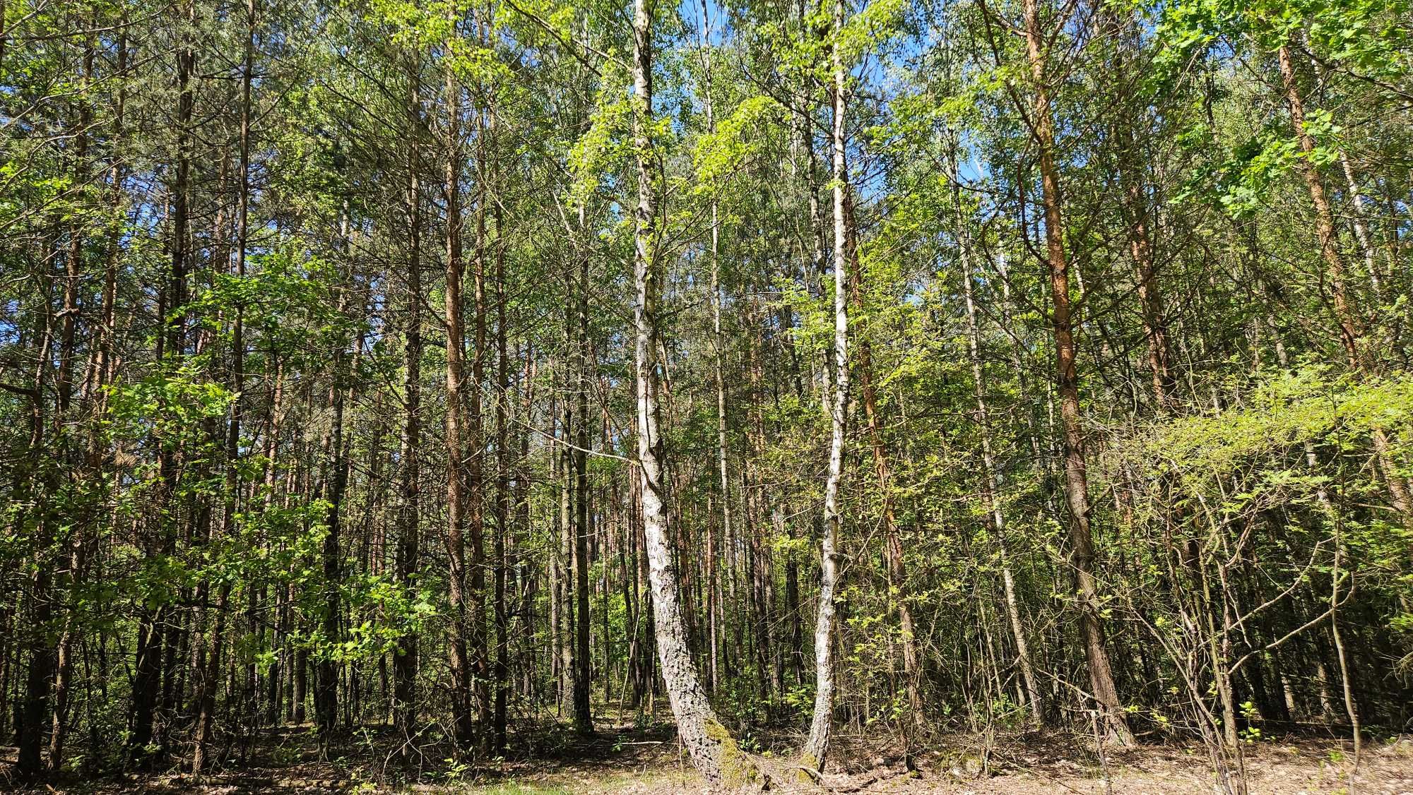Działka z lasem koło Płońska