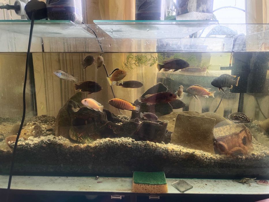 Продам акваріумних рибок,  цихлід