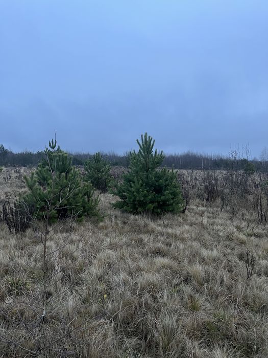 Новорічні Ялинки,Сосна