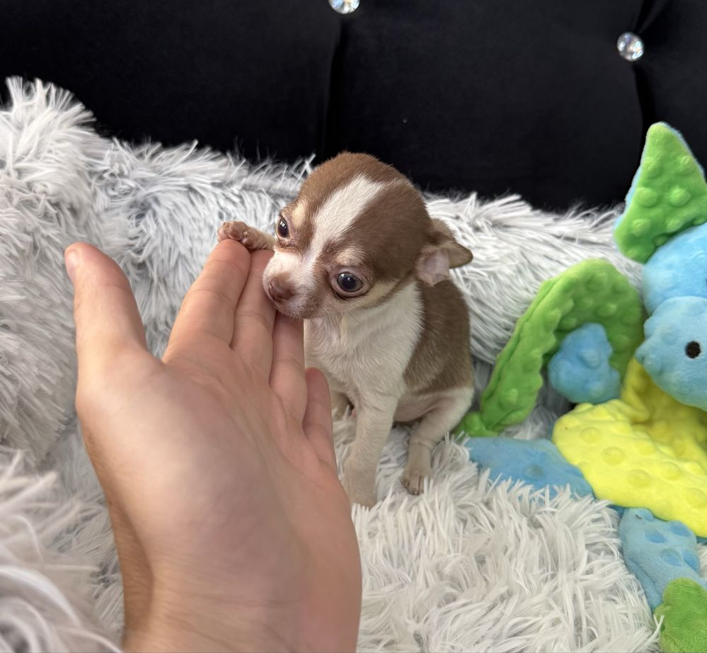 Chihuahua mini piesek czekoladowy