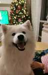 Samoyed suczka z rodowodem FCI śliczna suczka samoyed