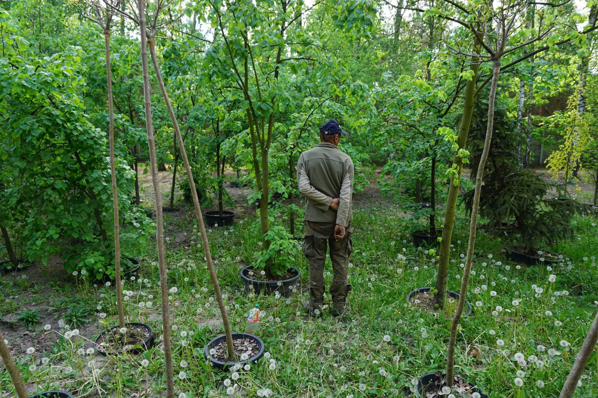 200-300cm lipa szerokolistna _ lipa wielkolistna _ Tilia platyphyllos