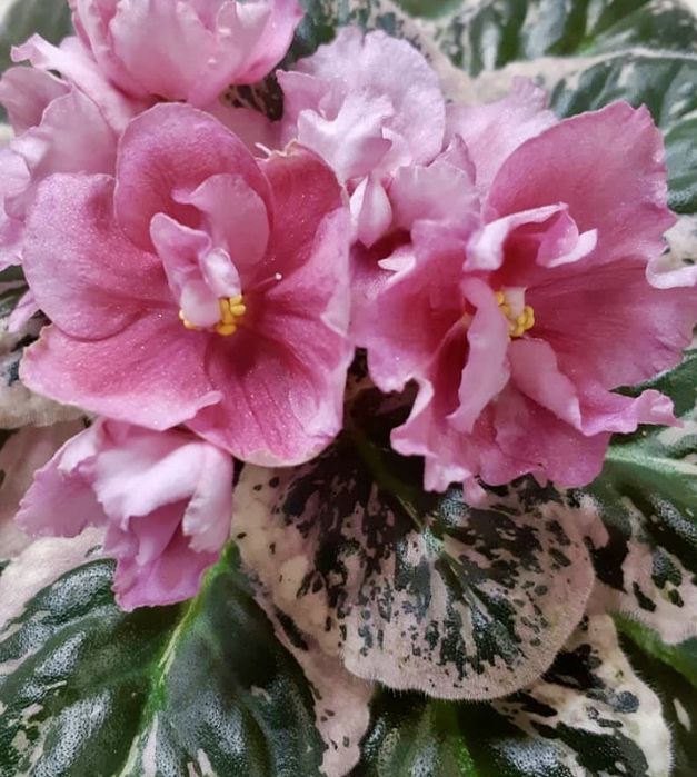 Колекційна сортова фіалка Dn Цвіт Сакури.фиалка