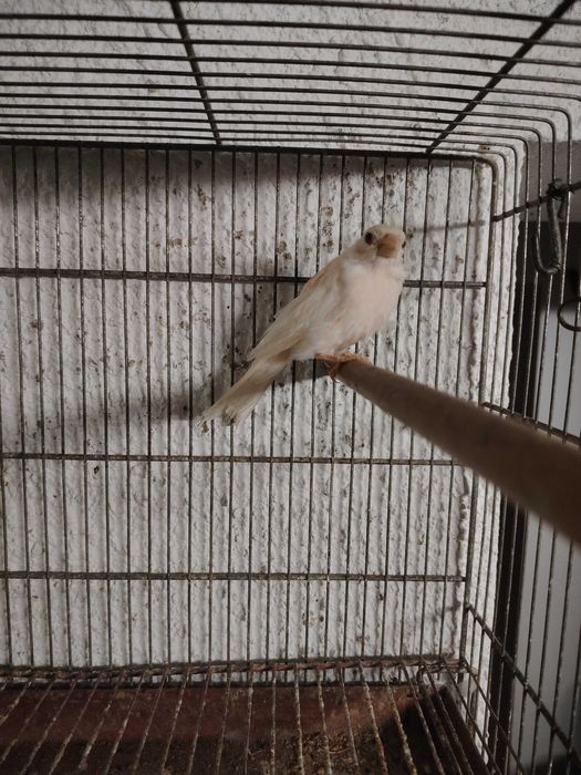 Cardinalitos machos 2025 e carpudacos de mutação