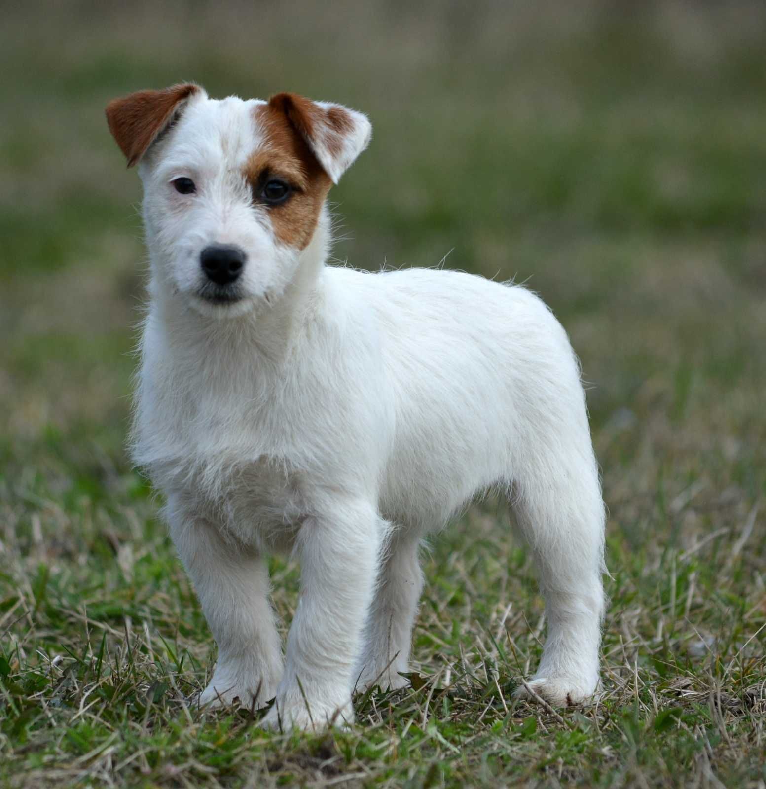 Jack Russell Terrier śliczna suczka Tami z rodowodem ZKwP FCI