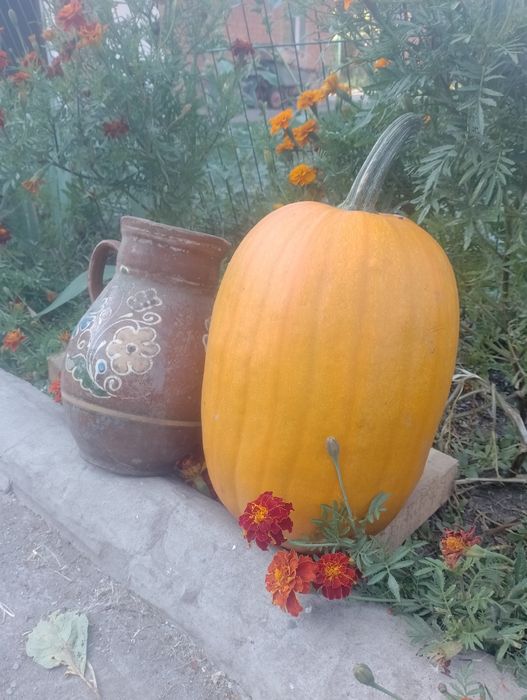 Гарбузи для творчості