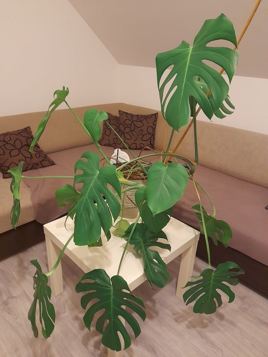 Sprzedam kwiat Monstera