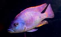 Sprzedam młode  Otopharynx Tetrastigma