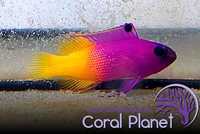 SUPER! Piękna Gramma loreto Loretka, śliczna ryba, mega kolory!