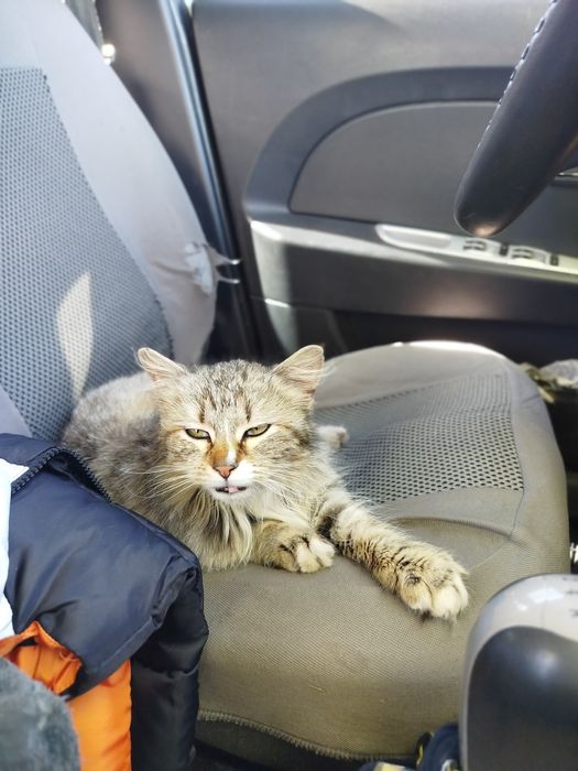 Кошка в хорошие руки ласковая компаньон в добрі руки