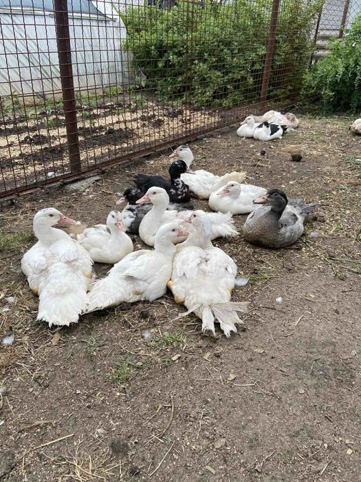 Утки мускусные продам