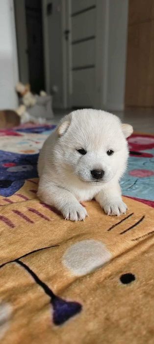 Shiba Inu-śliczna dziewczynka-FCI