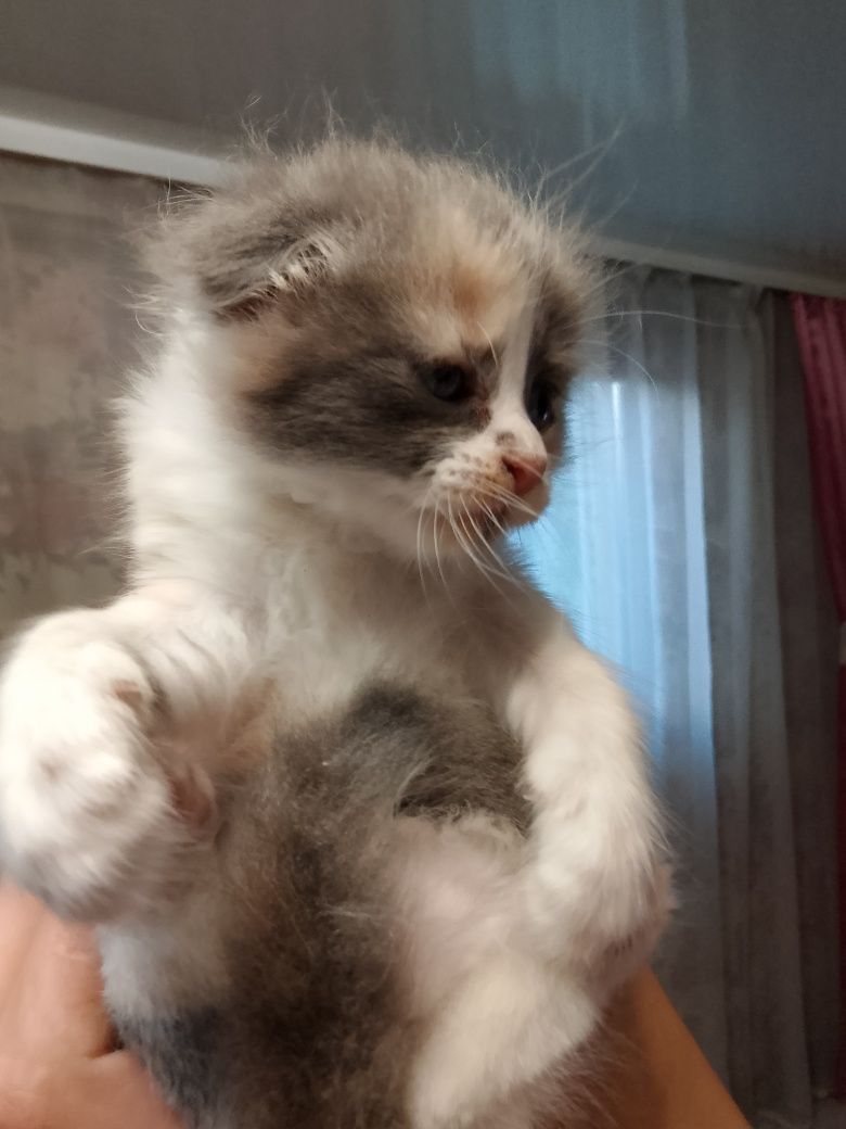 Продам котика вислоухого