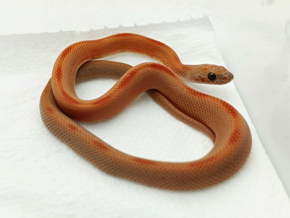 Wąż zbożowy / Sunkissed Stripe het caramel,lavender/ Unikatowe odmiany