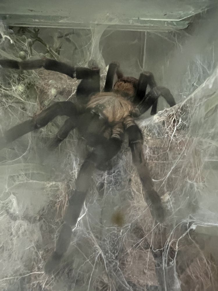 Chilobrachys fimbriatus pająk ptasznik indyjski tarantula