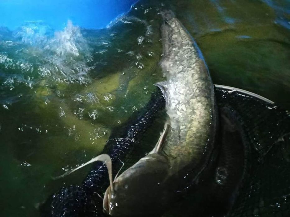 Karp amur szczupak pstrąg sum sandacz Jesiotr węgorz