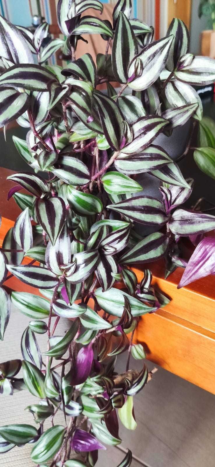 Muda planta Tradescantia zebrina