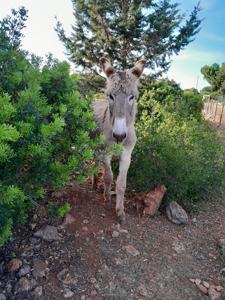Vendo burro raça iberica