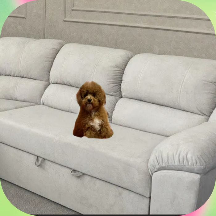 Ред браун комбо мальтіпу Ф2 хлопчик