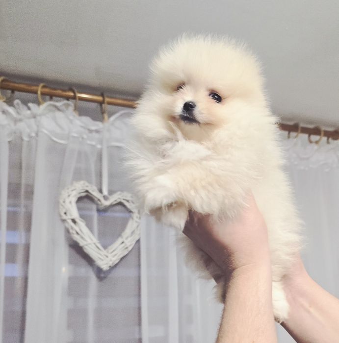 Szpic miniaturowy Pomeranian