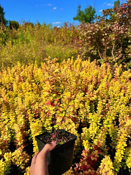 Berberys Thunberga 'Red Gold' (Berberis thunbergii) Poj. 1.0L