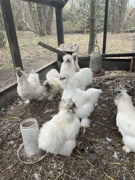 Koguty silki jedwabiste Typ USA 2024 r kolor bialy, lawendowy, niebies