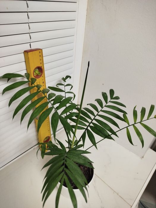 Пальма Хамедорея