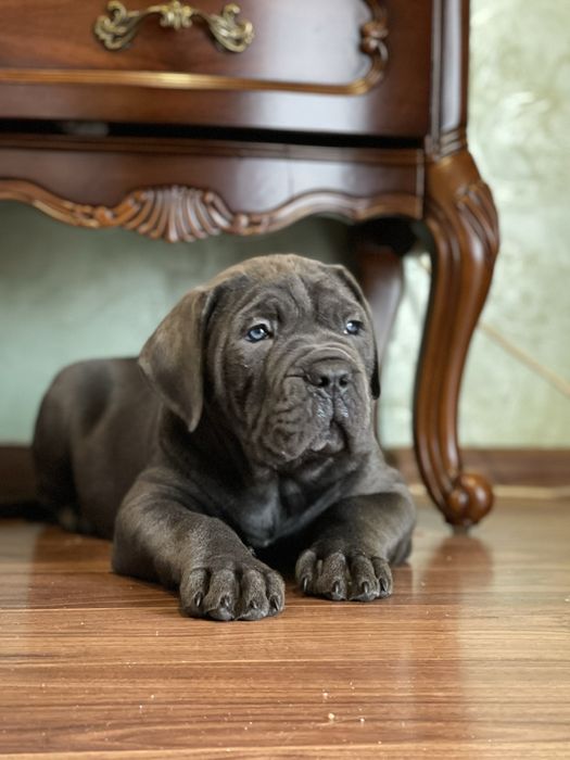 Елітні щеночки Cane corso-сірого окрасу