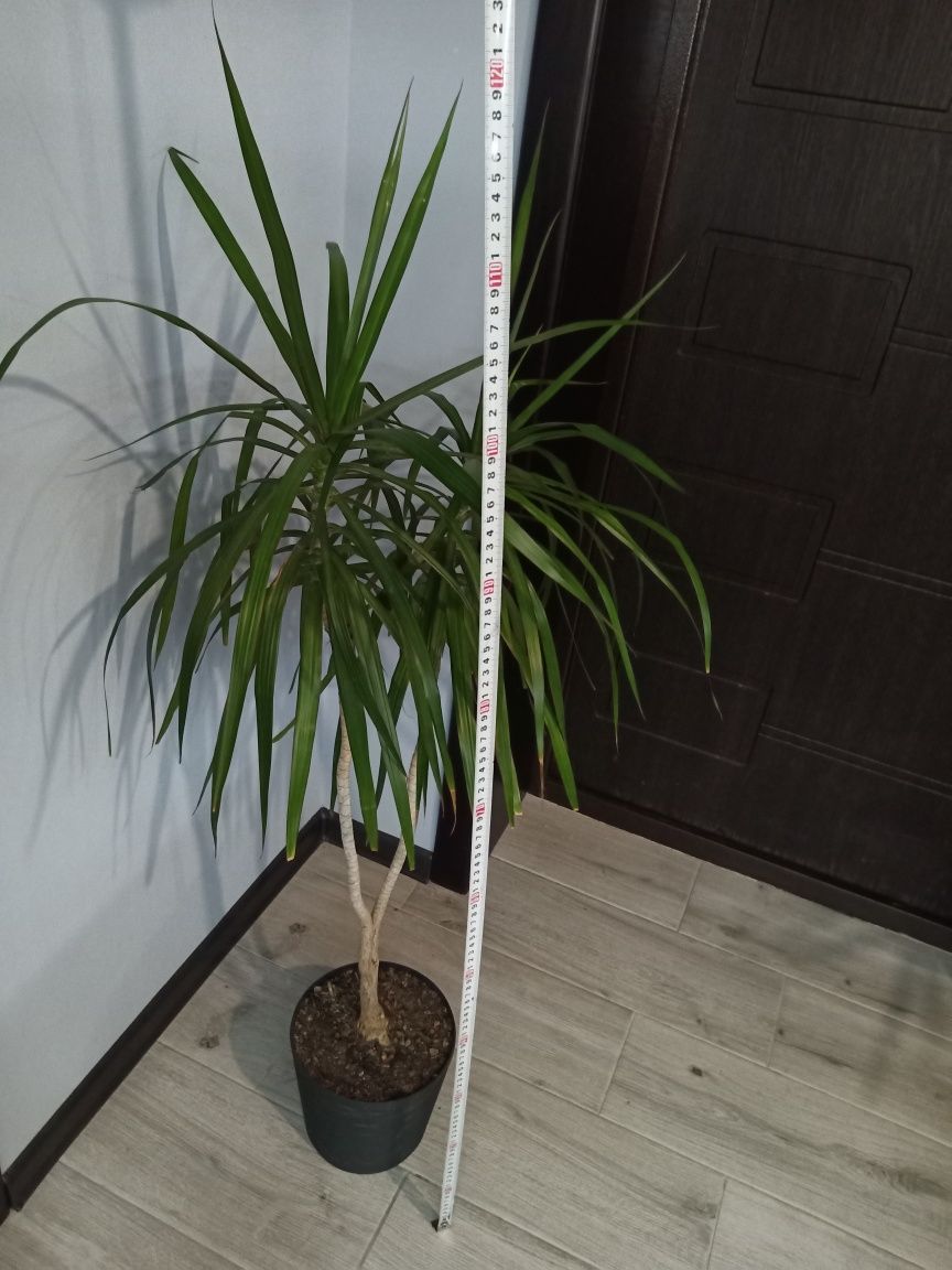 Драцена 1.2 метра зелёная большая пальма