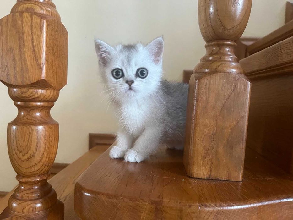 Блакитноока срібна красуня британка