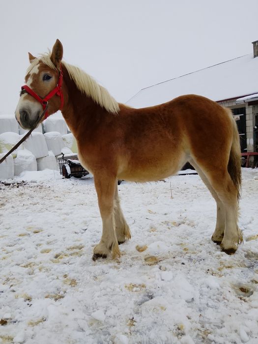 Klacz klaczka sokólska ,inne konie