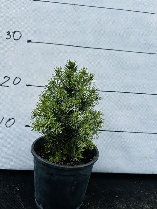 Ялинки, коніка, Дейзі вайт, піхта корейська