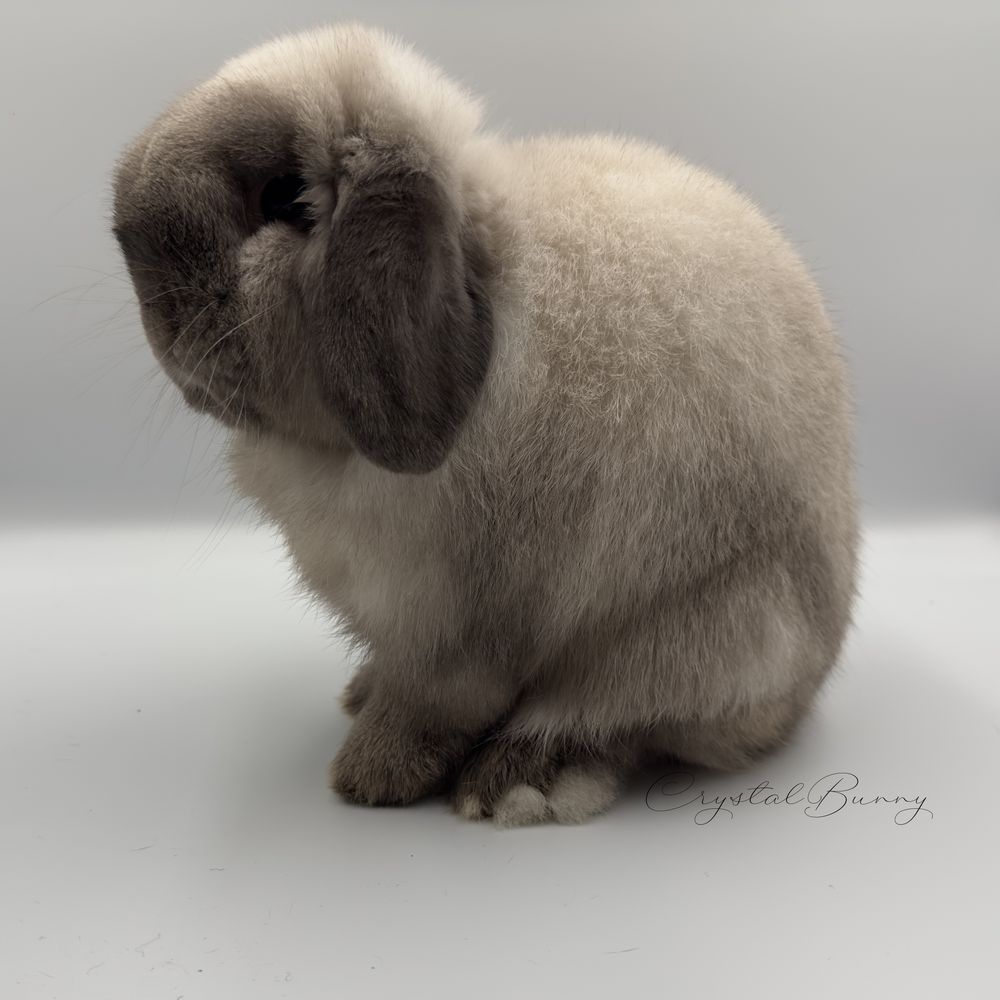 MINI LOP królik karzełek miniaturka ZAREJESTROWANA HODOWLA