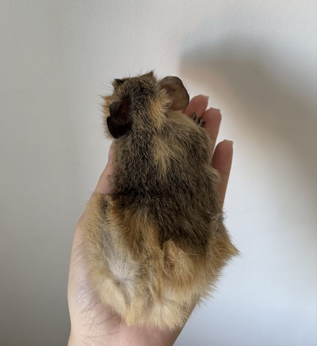 świnka morska - kawia domowa - rozetka - samica