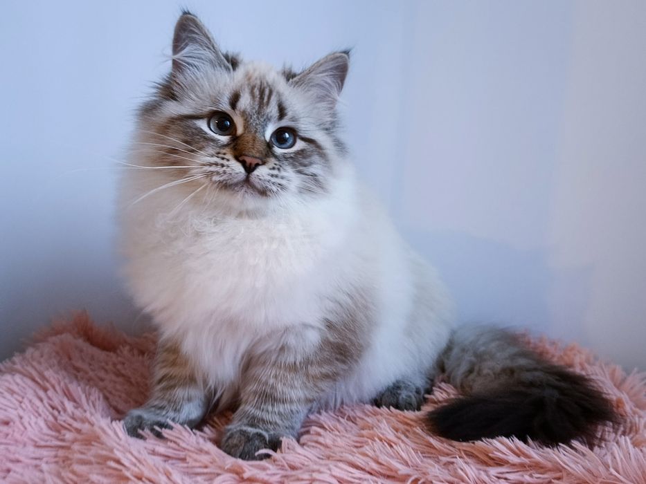 Мила сибірська дівчинка з документами Andromeda