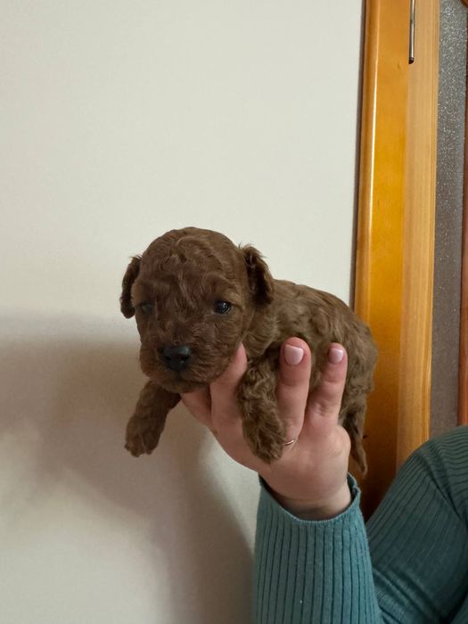 Той пудель Ред Браун