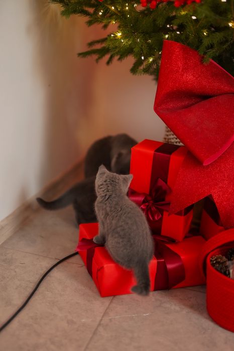 Шикарні чистокровні сірі висловухі кошенята шотландці, британці