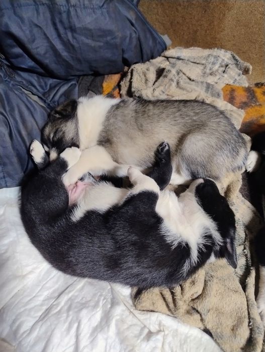 Щенята дворняжки віддам в добрі руки