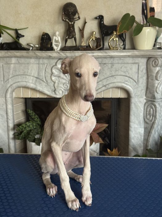 Charcik Włoski piesek