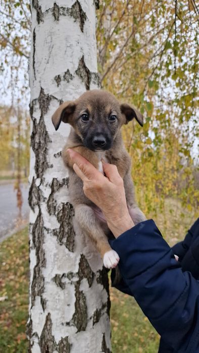Щеня дівчинка 1.5 місяці, буде середньою