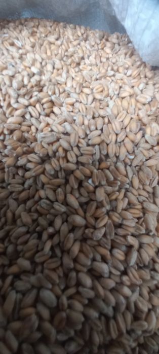 Pszenżyto ozime.  .pszenica ozima