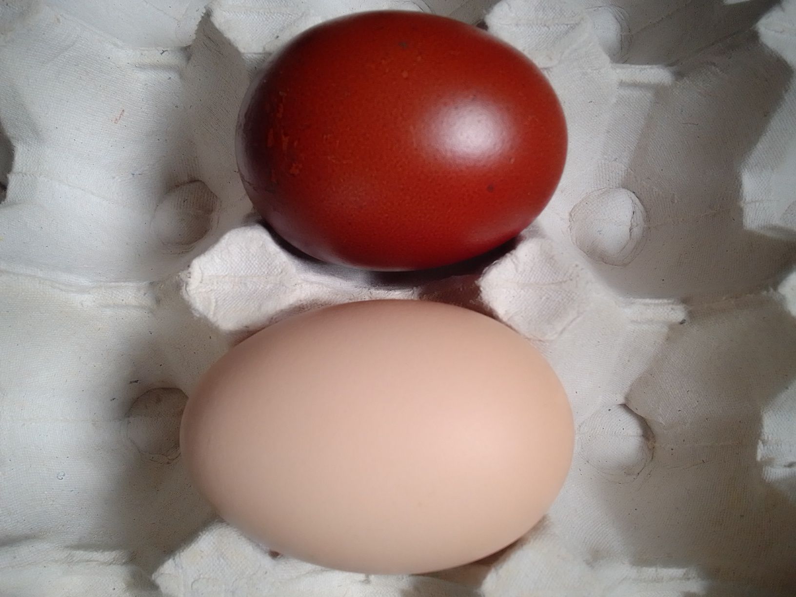 Інкубаційні яйця курей породи маран