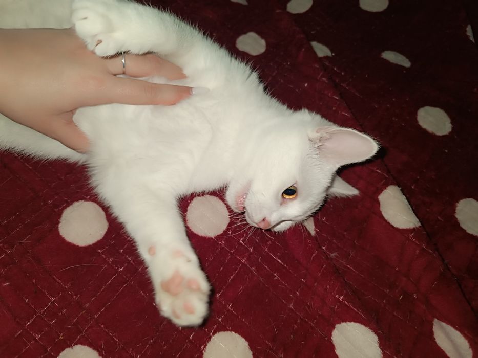 Котёнок ищет дом