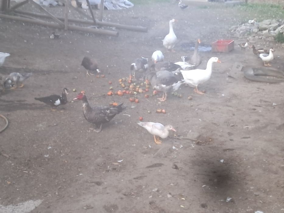 Gesi ekologiczny chów