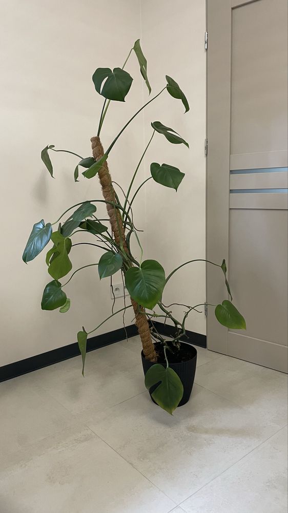 Monstera z doniczką