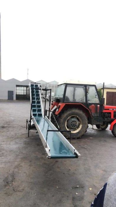 taśmociąg przenośnik do kapusty