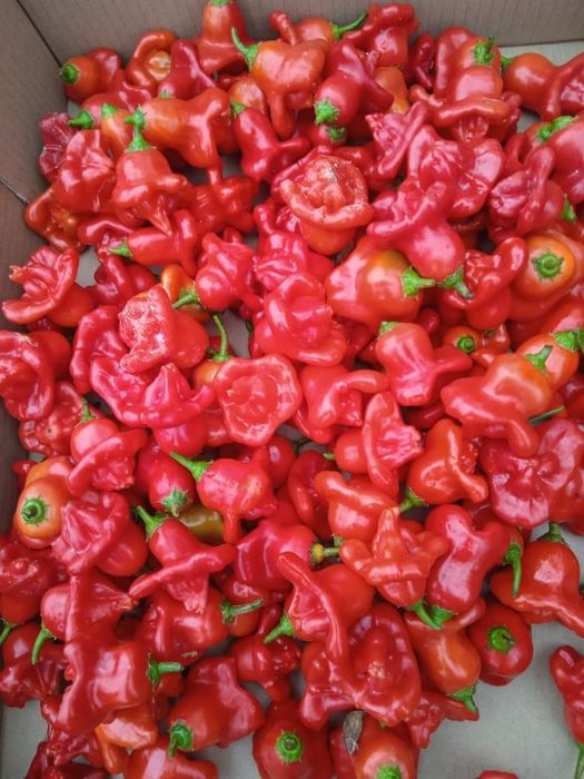 Vendo malaguetas muito picantes em forma de sinos