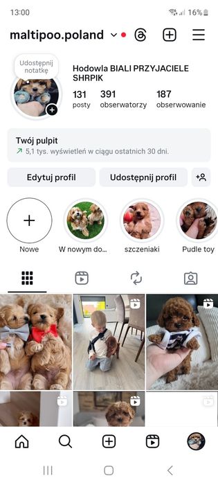 Uroczy MINI szczeniak maltipoo maltanczyk pudel toy