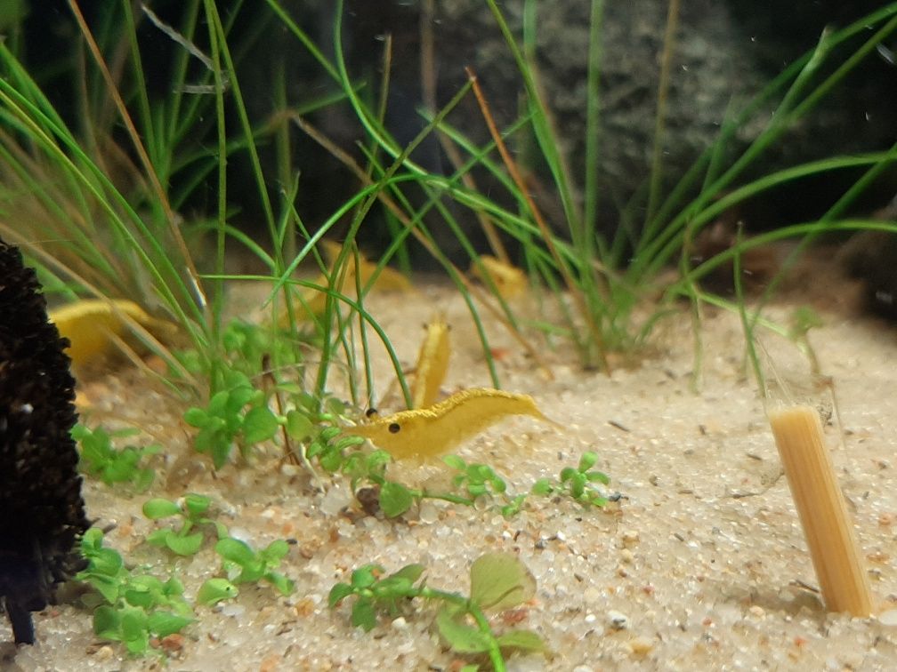 Krewetki yellow neon