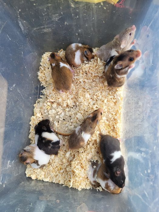 Klatka dla chomika I innych gryzoni